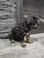 Blaze, a male Saint Bernard and Bernedoodle for sale in Liberty Center, OH – 2 of 2
