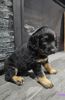 Iris, a female Saint Bernard and Bernedoodle for sale in Liberty Center, OH – 2 of 2