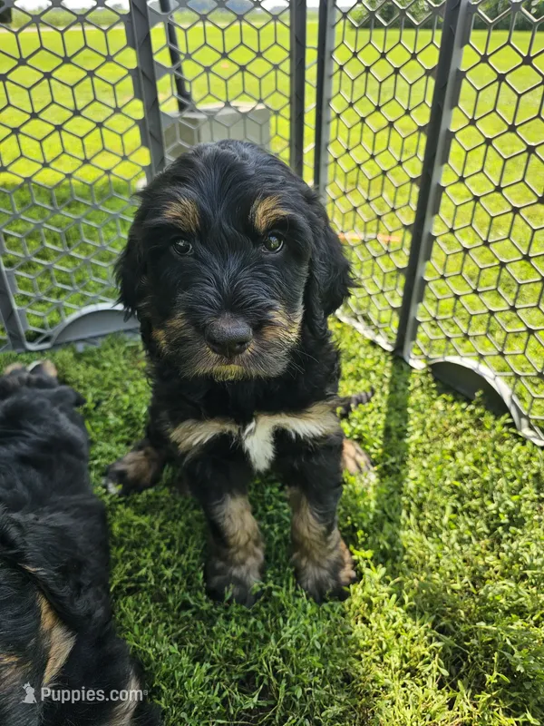 Blaze – Saint Bernard, Bernedoodle puppy for sale in Liberty Center, OH