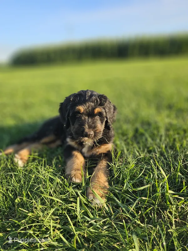 Zarah – Saint Bernard, Bernedoodle puppy for sale in Liberty Center, OH