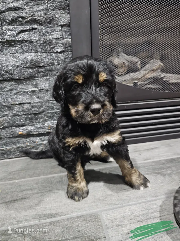 Blaze – Saint Bernard, Bernedoodle puppy for sale in Liberty Center, OH