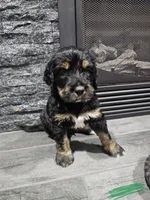 Blaze, a male Saint Bernard and Bernedoodle for sale in Liberty Center, OH – 1 of 2