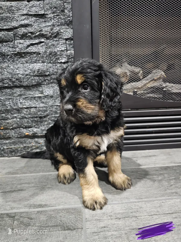 Ivy – Saint Bernard, Bernedoodle puppy for sale in Liberty Center, OH