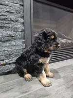 Ivy, a female Saint Bernard and Bernedoodle for sale in Liberty Center, OH – 2 of 3