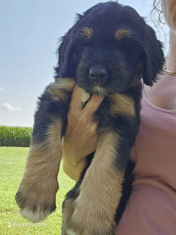 Zarah – Saint Bernard, Bernedoodle puppy for sale in Liberty Center, OH