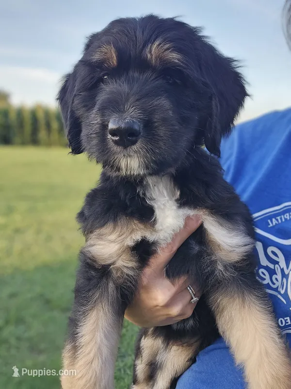 Sage – Saint Bernard, Bernedoodle puppy for sale in Liberty Center, OH