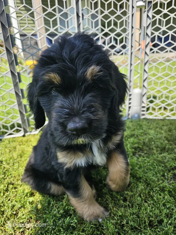 Zarah – Saint Bernard, Bernedoodle puppy for sale in Liberty Center, OH