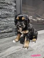Maple, a female Saint Bernard and Bernedoodle for sale in Liberty Center, OH – 2 of 2