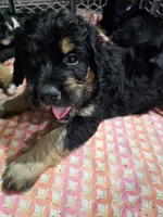 Ivy, a female Saint Bernard and Bernedoodle for sale in Liberty Center, OH – 3 of 3