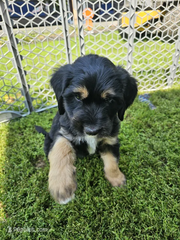 Sage – Saint Bernard, Bernedoodle puppy for sale in Liberty Center, OH