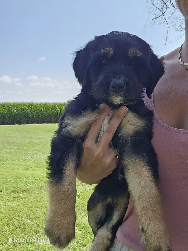 Sage – Saint Bernard, Bernedoodle puppy for sale in Liberty Center, OH