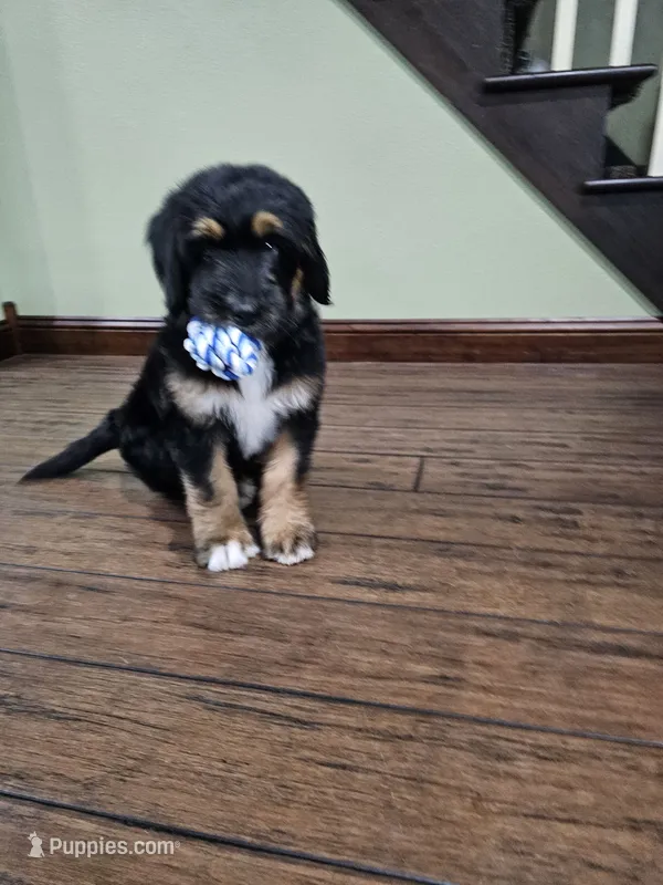 Maple – Saint Bernard, Bernedoodle puppy for sale in Liberty Center, OH