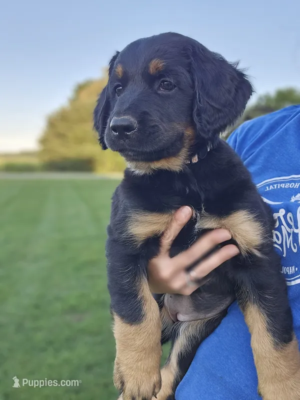 Iris – Saint Bernard, Bernedoodle puppy for sale in Liberty Center, OH