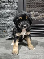 Sage, a female Saint Bernard and Bernedoodle for sale in Liberty Center, OH – 1 of 2