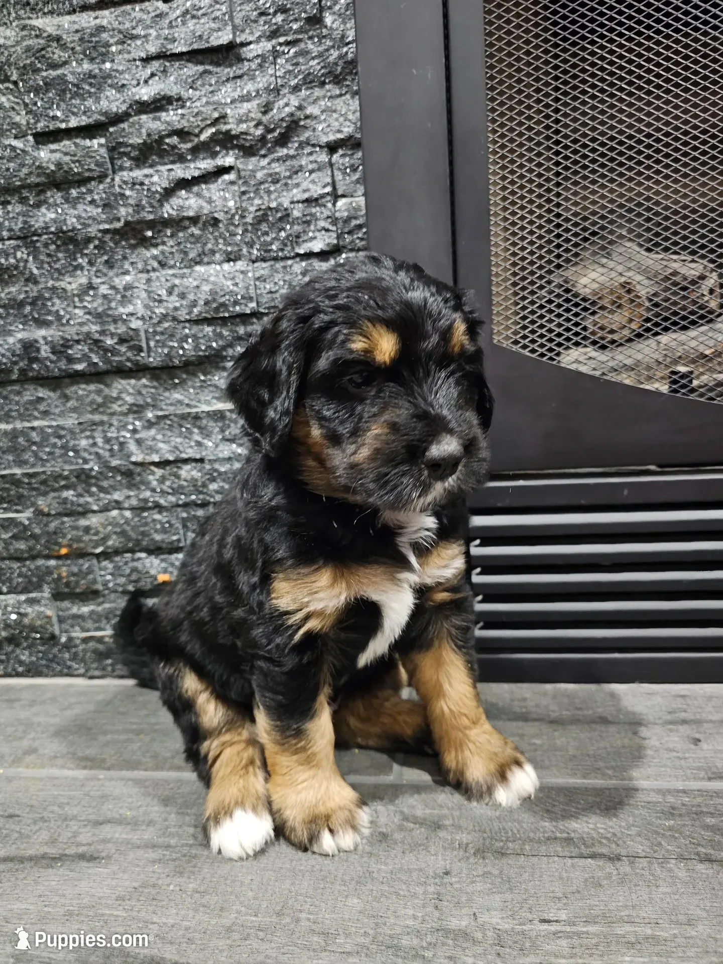 Zarah, a female Saint Bernard and Bernedoodle for sale in Liberty Center, OH – 2 of 2