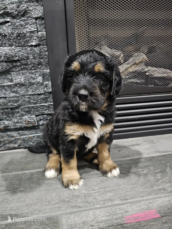 Zarah – Saint Bernard, Bernedoodle puppy for sale in Liberty Center, OH