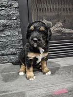 Zarah, a female Saint Bernard and Bernedoodle for sale in Liberty Center, OH – 1 of 2