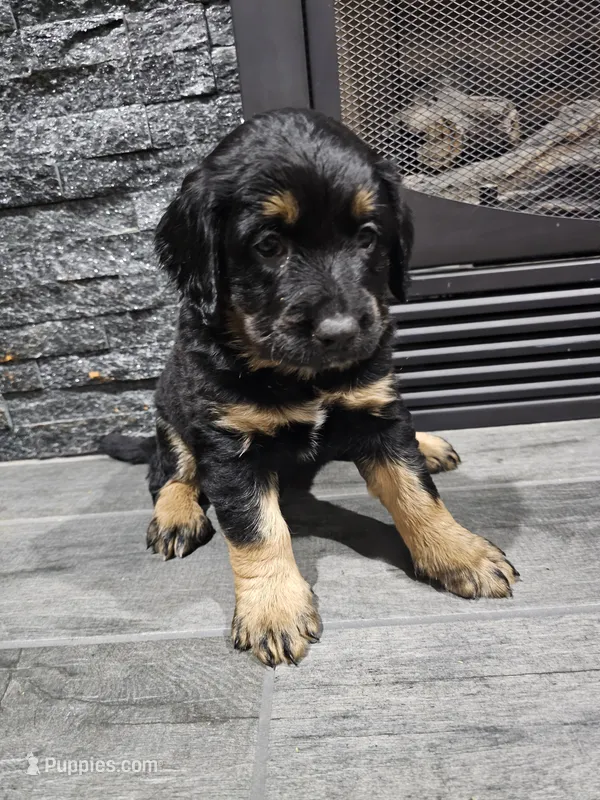 Iris – Saint Bernard, Bernedoodle puppy for sale in Liberty Center, OH