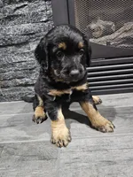 Iris, a female Saint Bernard and Bernedoodle for sale in Liberty Center, OH – 1 of 2