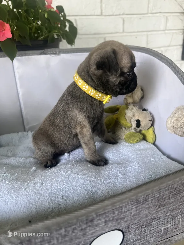 Otis – Pug puppy for sale in Maple Park, IL