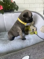 Otis, a male Pug for sale in Maple Park, IL – 1 of 4