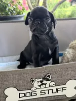 Ash, a male Pug for sale in Maple Park, IL – 3 of 3