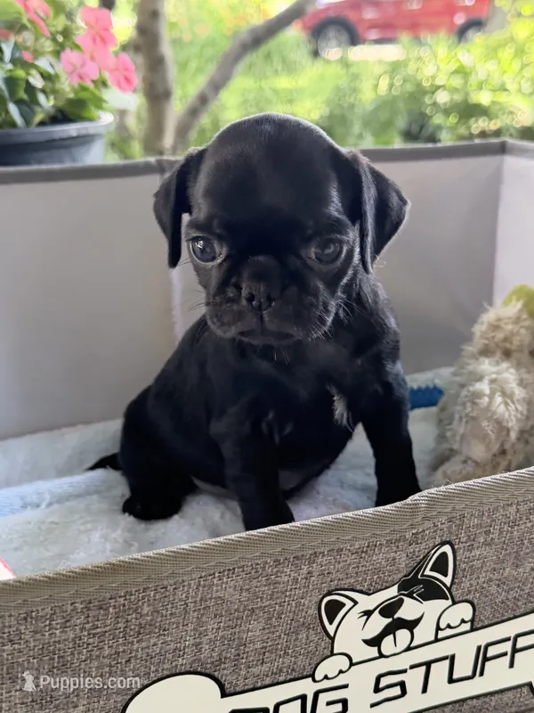 Ash – Pug puppy for sale in Maple Park, IL
