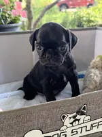 Ash, a male Pug for sale in Maple Park, IL – 1 of 3
