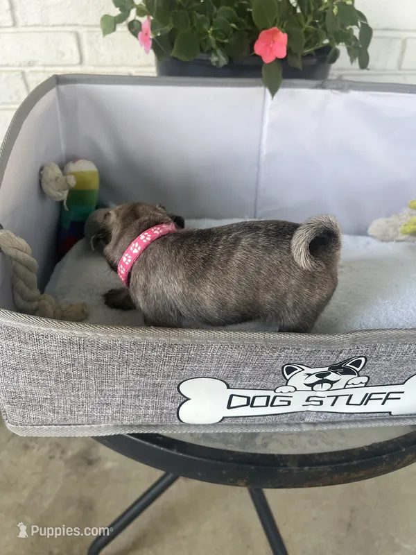 Petunia – Pug puppy for sale in Maple Park, IL