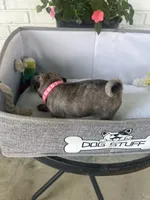 Petunia, a female Pug for sale in Maple Park, IL – 1 of 3