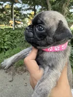 Pink, a female Pug for sale in Maple Park, IL – 2 of 3