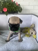 Gus, a male Pug for sale in Maple Park, IL – 4 of 4