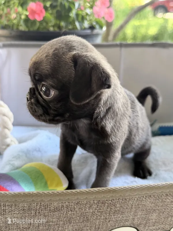 Pluto  – Pug puppy for sale in Maple Park, IL