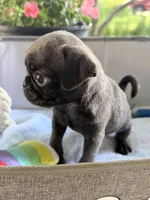Pluto , a male Pug for sale in Maple Park, IL – 1 of 4