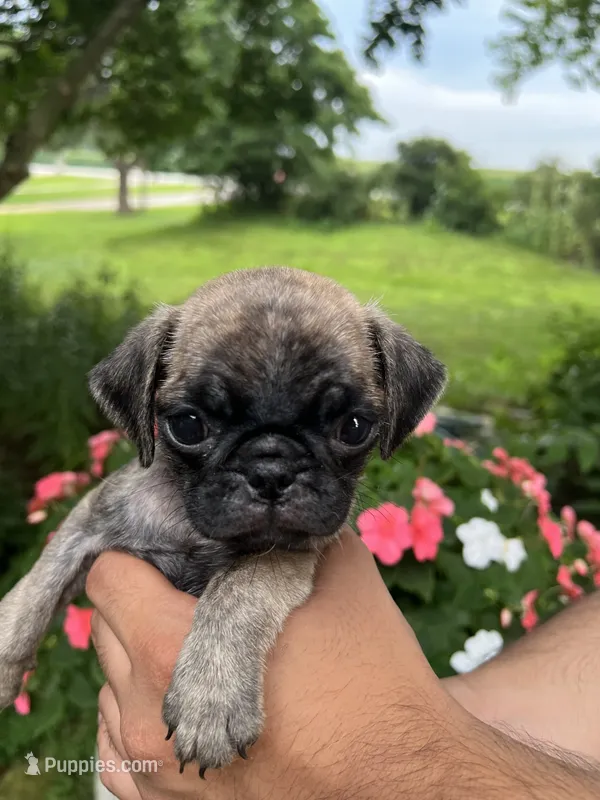Petunia – Pug puppy for sale in Maple Park, IL