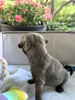 Pluto , a male Pug for sale in Maple Park, IL – 3 of 4