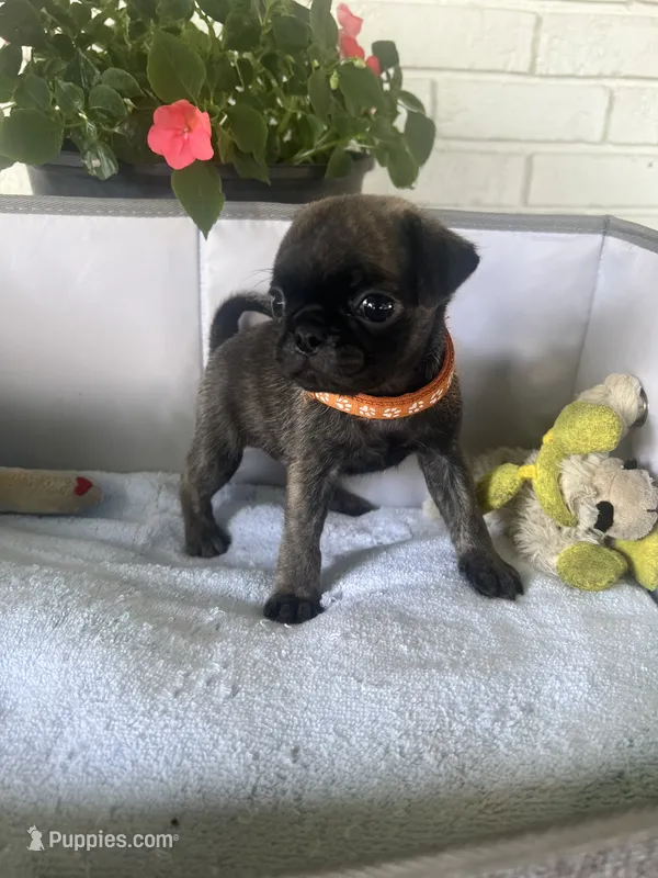 Frank – Pug puppy for sale in Maple Park, IL