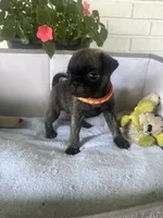 Frank, a male Pug for sale in Maple Park, IL – 1 of 3