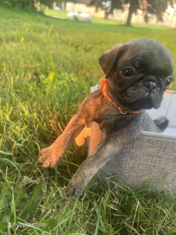 Frank – Pug puppy for sale in Maple Park, IL