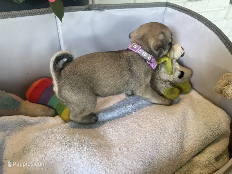 Biscuit – Pug puppy for sale in Maple Park, IL