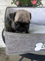 Otis, a male Pug for sale in Maple Park, IL – 3 of 4