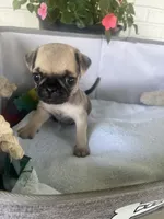 Biscuit, a female Pug for sale in Maple Park, IL – 3 of 4