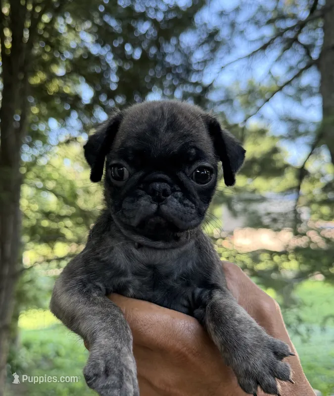 Frank – Pug puppy for sale in Maple Park, IL