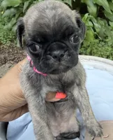 Pink, a female Pug for sale in Maple Park, IL – 3 of 3