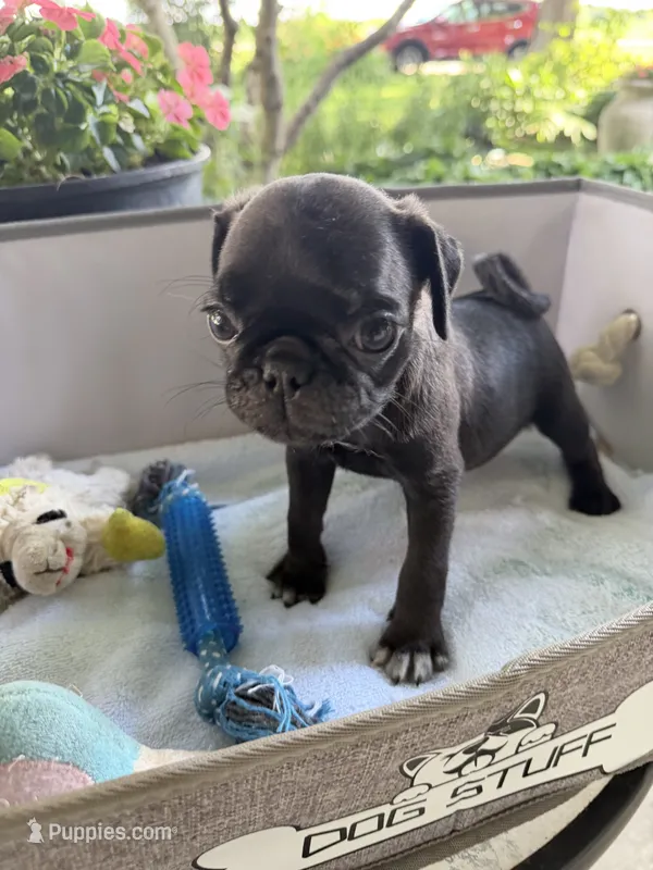 Steel – Pug puppy for sale in Maple Park, IL
