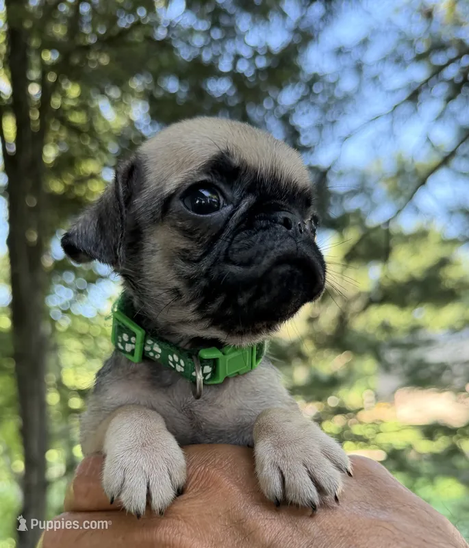 Gus – Pug puppy for sale in Maple Park, IL