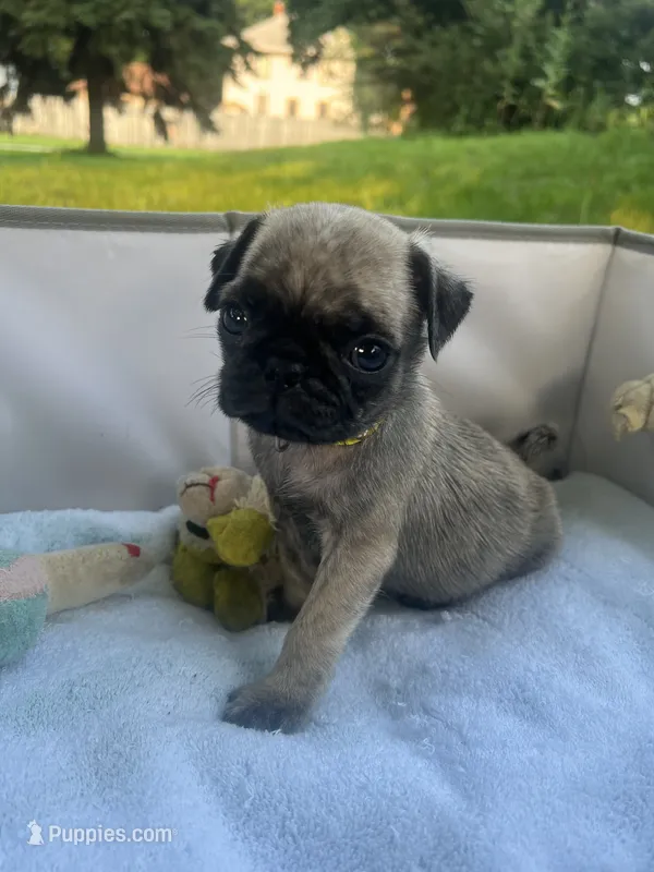 Otis – Pug puppy for sale in Maple Park, IL