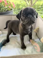 Steel, a male Pug for sale in Maple Park, IL – 2 of 3