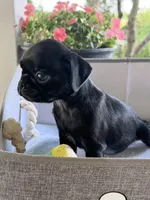 Ash, a male Pug for sale in Maple Park, IL – 2 of 3