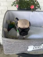 Gus, a male Pug for sale in Maple Park, IL – 3 of 4